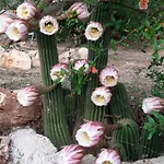 Trullo Donna Caterina * Ceglie Messapica