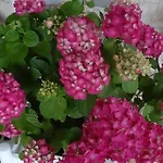 Affittacamere Trullo Donna Caterina Ceglie Messapica