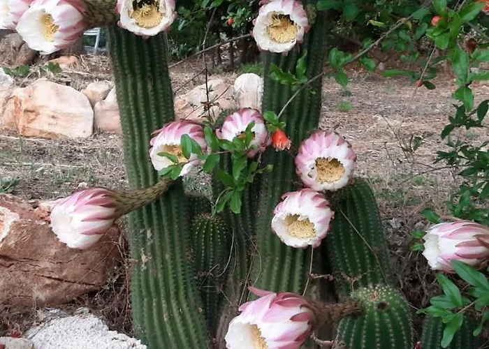 Trullo Donna Caterina * Ceglie Messapica