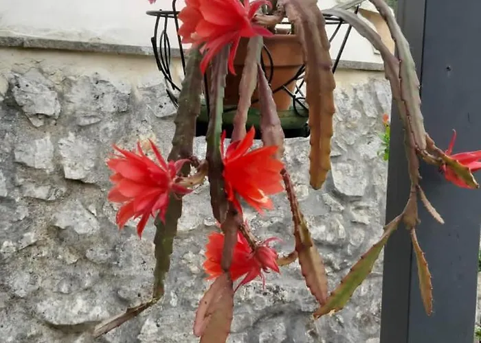 Trullo Donna Caterina * Ceglie Messapica