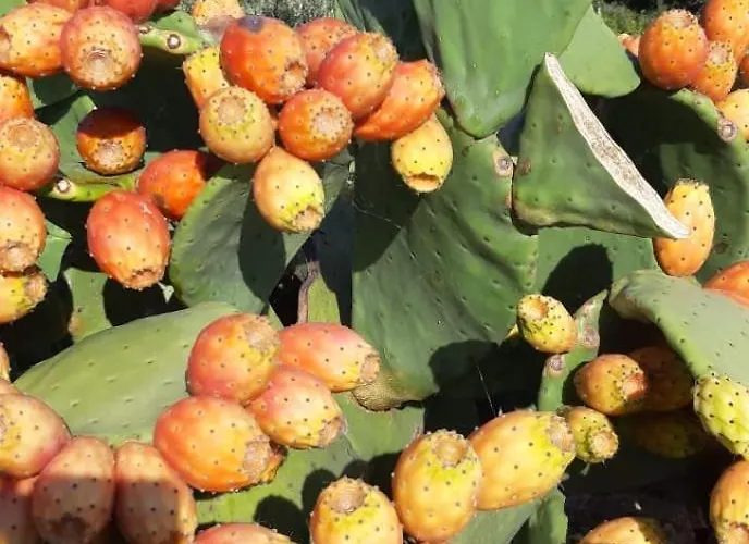 Trullo Donna Caterina Pensjonat *