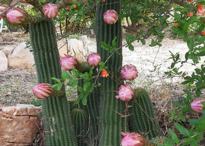 Pensjonat Trullo Donna Caterina