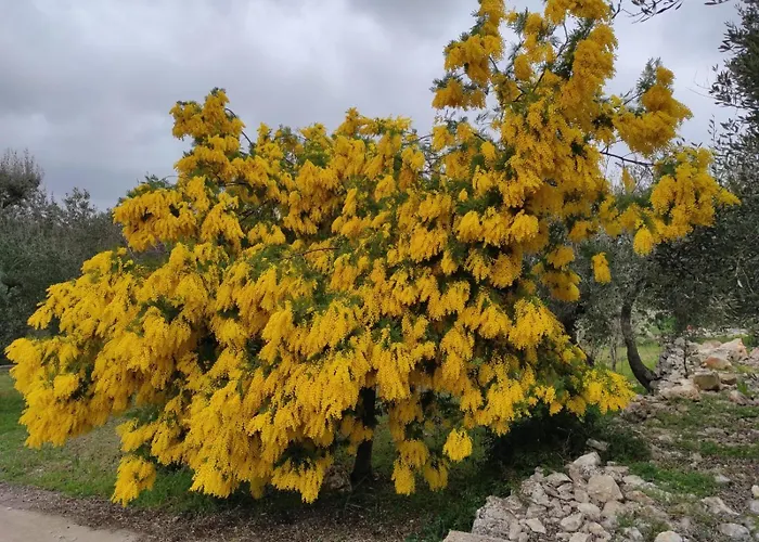 Pensjonat Trullo Donna Caterina Ceglie Messapica