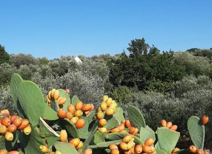 Trullo Donna Caterina Pensjonat Ceglie Messapica