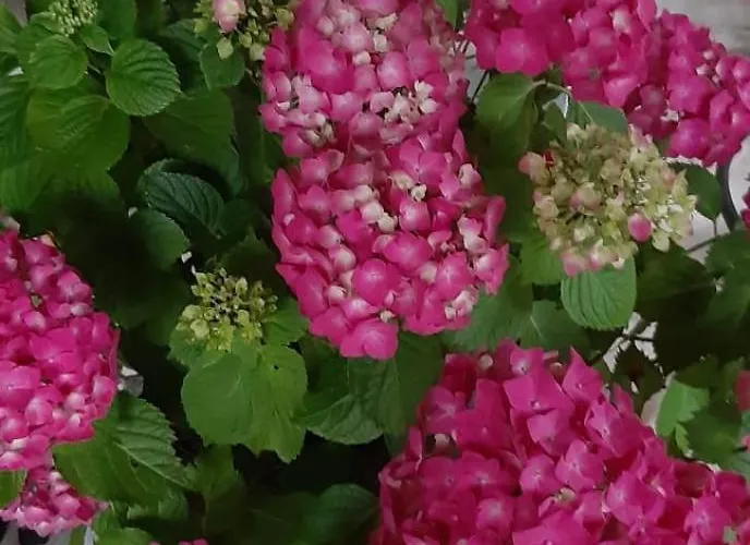 Pensjonat Trullo Donna Caterina Ceglie Messapica