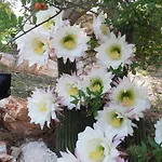 Gasthof Trullo Donna Caterina Ceglie Messapica