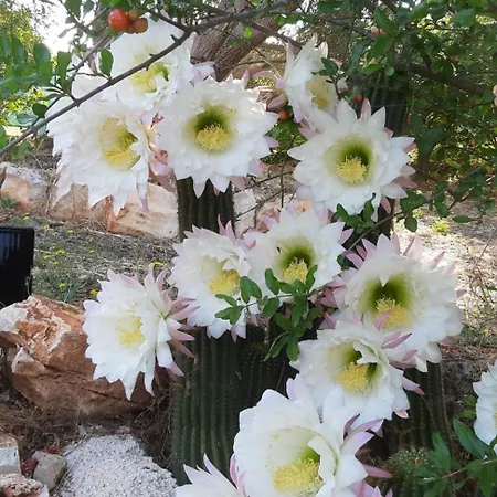 Gæstehus Trullo Donna Caterina Ceglie Messapica