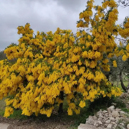 Konukevi Trullo Donna Caterina Ceglie Messapica