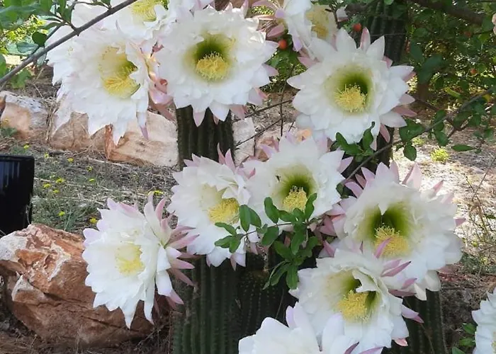 Konukevi Trullo Donna Caterina Ceglie Messapica